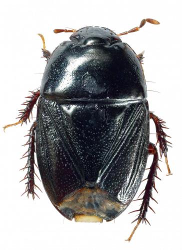 Geotomus ciliatitylus